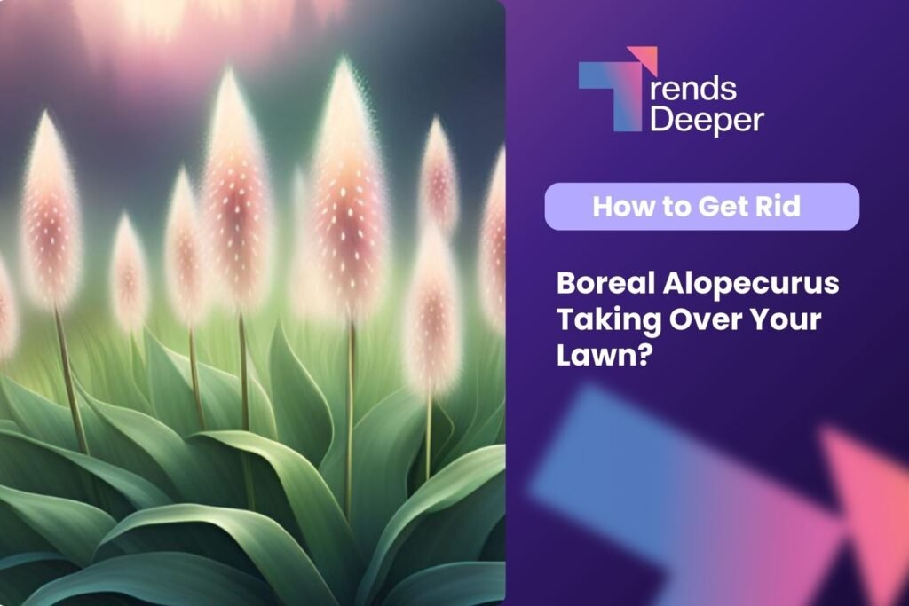 Boreal Alopecurus Taking Over Your Lawn How to Get Rid