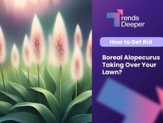 Boreal Alopecurus Taking Over Your Lawn How to Get Rid