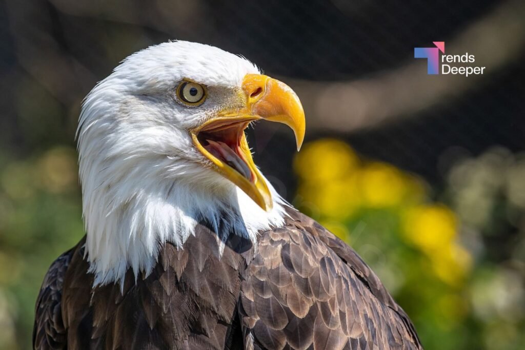 do bald eagles die from greed​