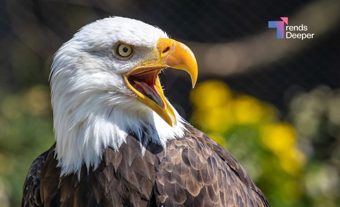 do bald eagles die from greed​